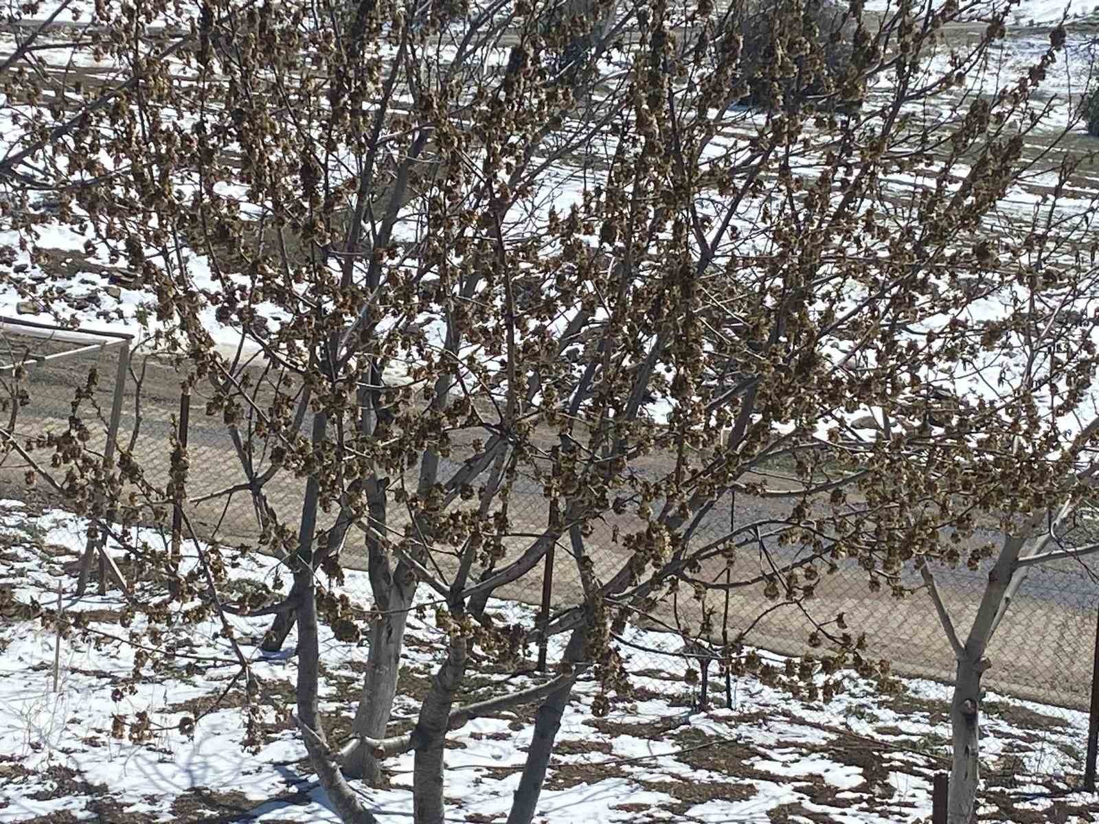 Sincik’te ağaçları don vurdu