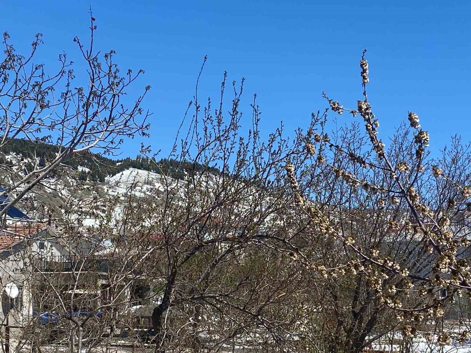 Sincik&rsquo;te ağa&ccedil;ları don vurdu
