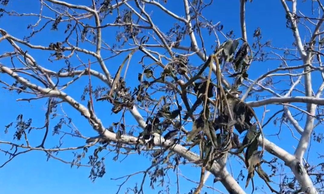 Kahramanmaraş’ta ceviz bahçelerini don vurdu