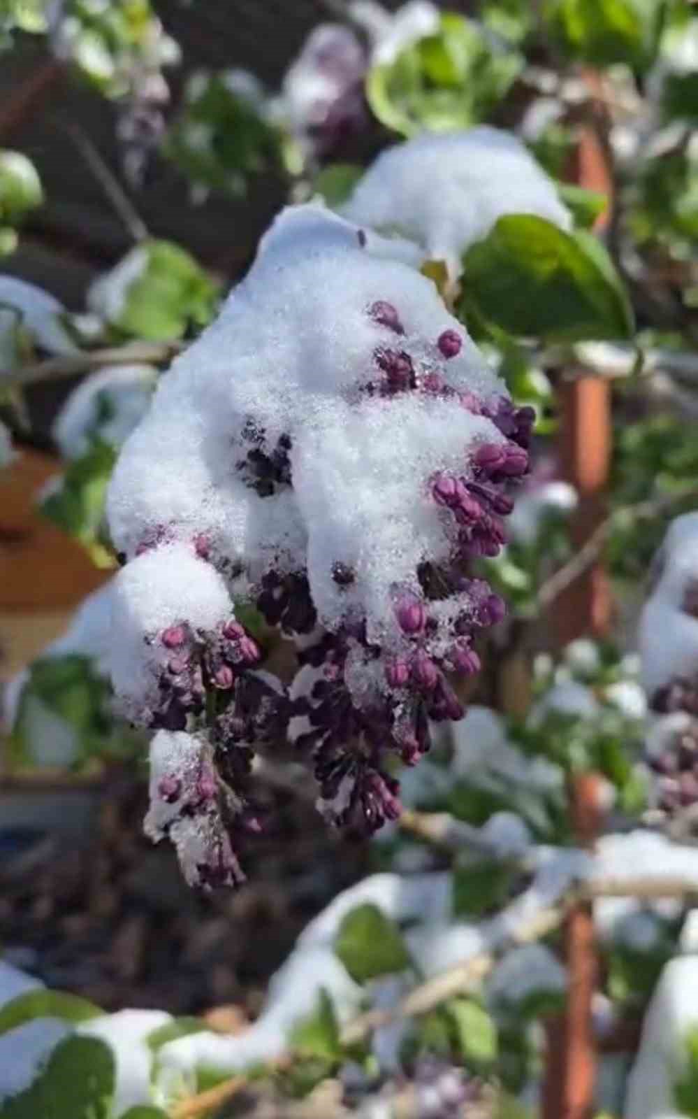 Kahramanmaraş&rsquo;ta ceviz bah&ccedil;elerini don vurdu
