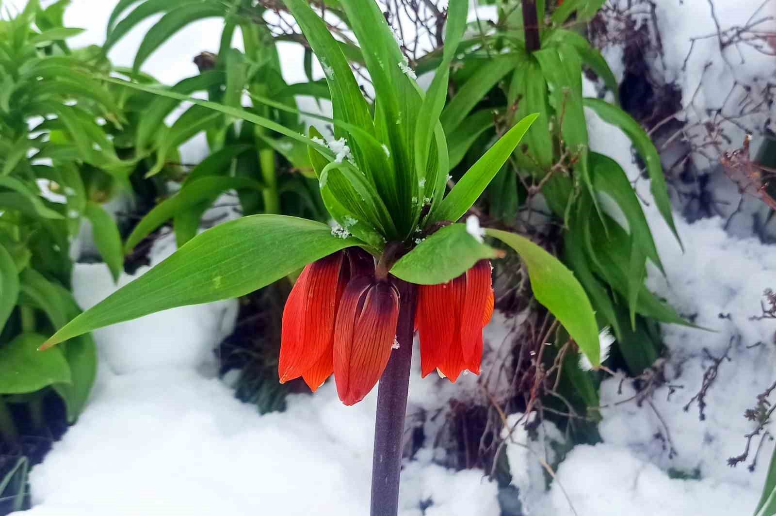 Kar altında kalan ters laleler kartpostallık görüntü oluşturdu