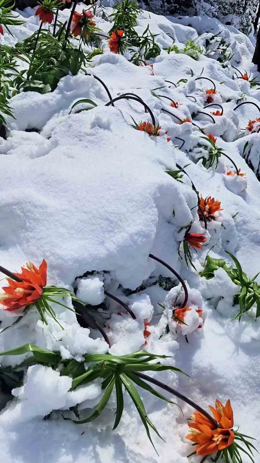Şiddetli kar yağışından ters laleler de nasibini aldı