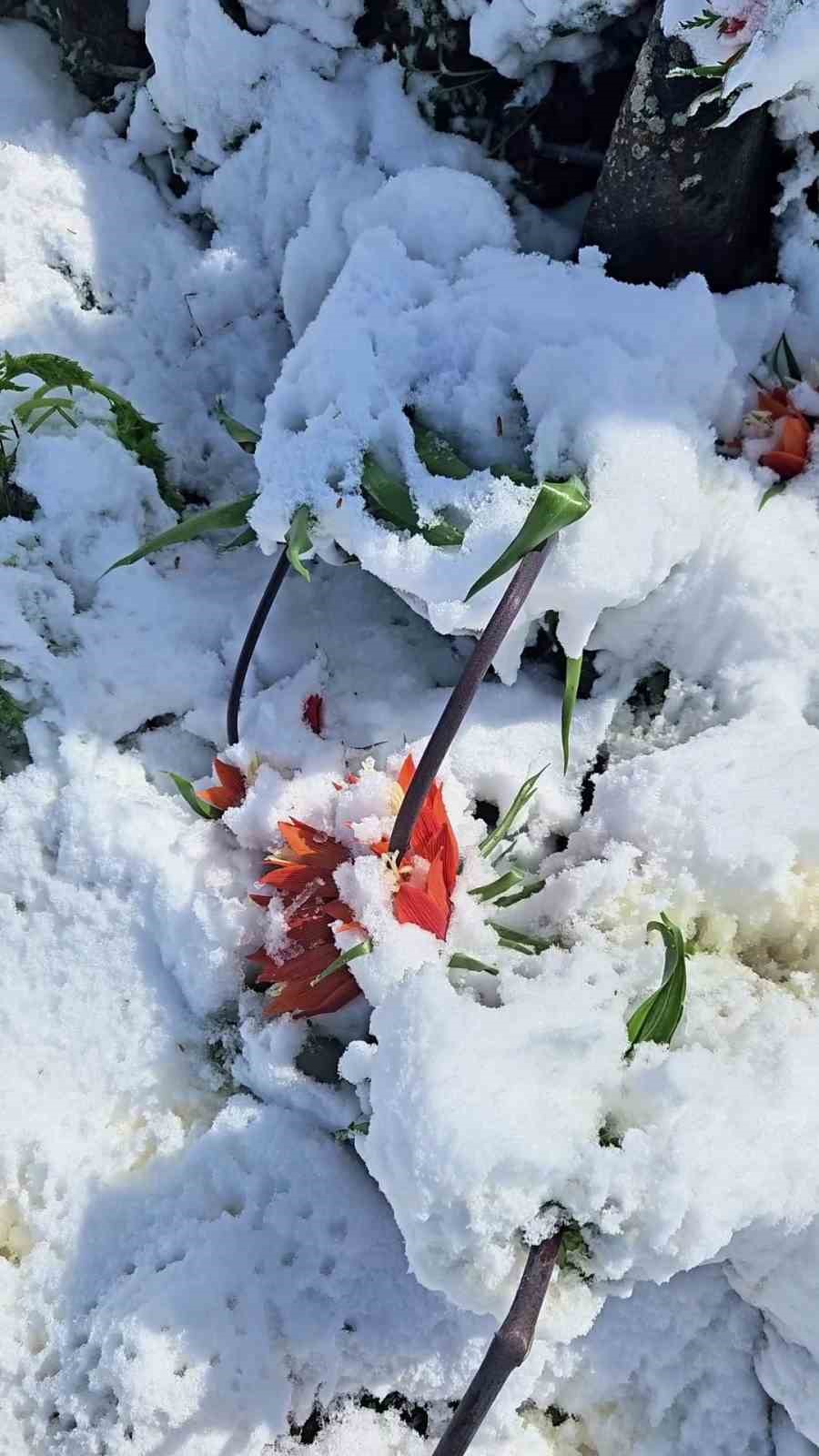Şiddetli kar yağışından ters laleler de nasibini aldı

