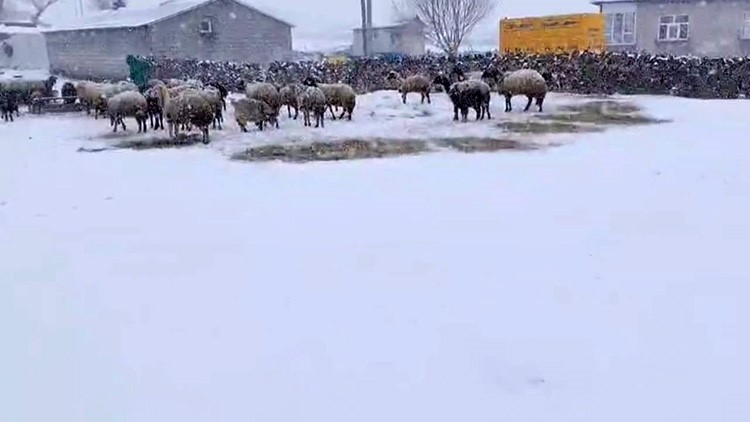 Besicilerin kar esareti sürüyor