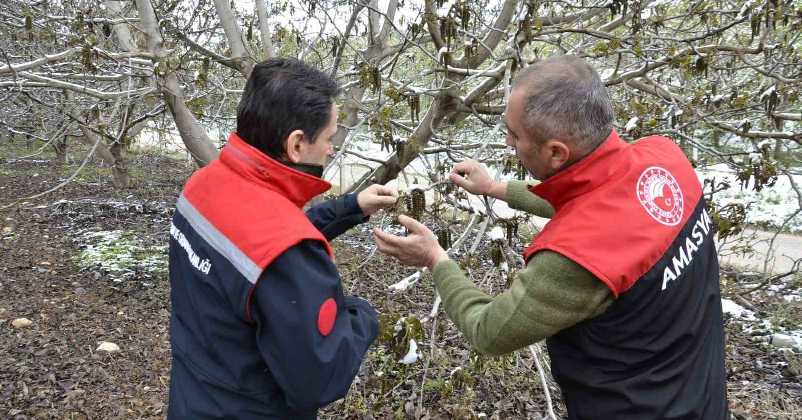 Amasya Nisan’da kara kışı yaşadı: ekipler bahçelerde zarar tespit çalışması başlattı