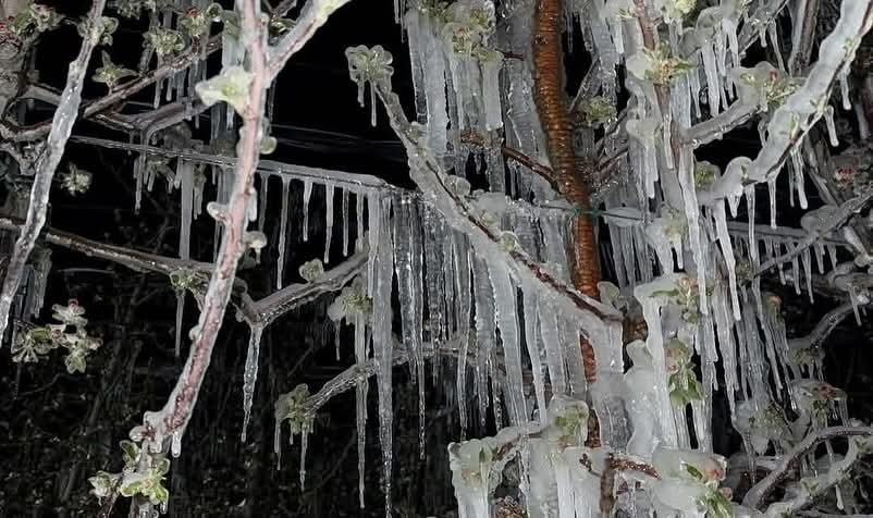 Kayseri’nin ilçelerini don vurdu