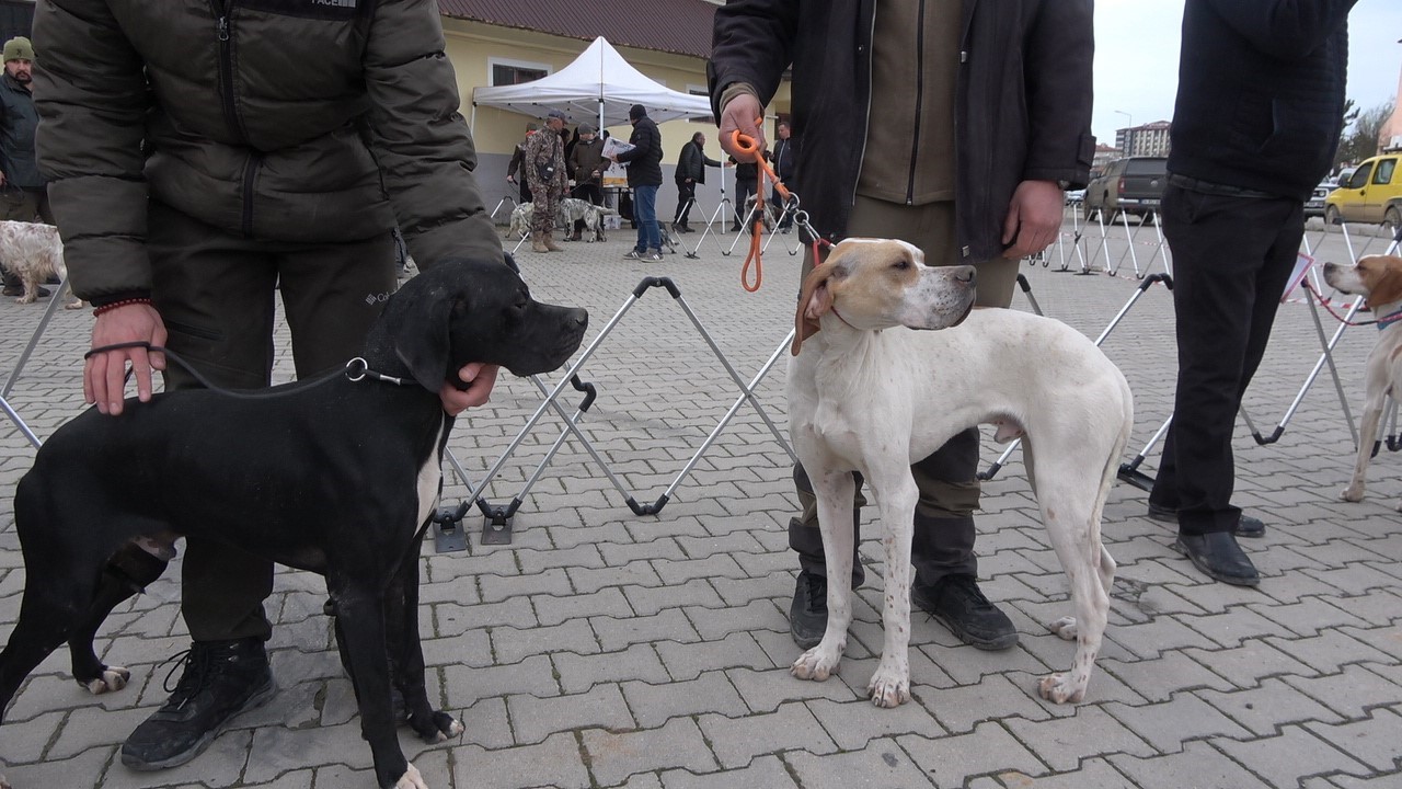 Köpekler en gözde özellikleriyle yarıştı
