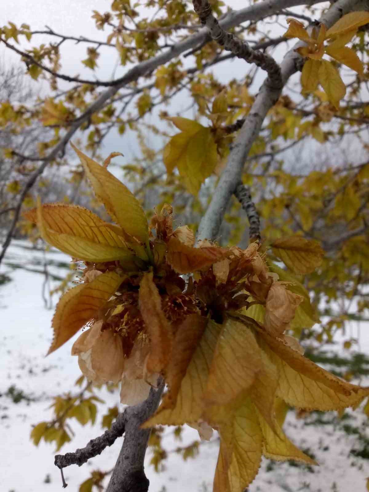 Yozgat’ta zirai don, üreticileri zarara uğrattı
