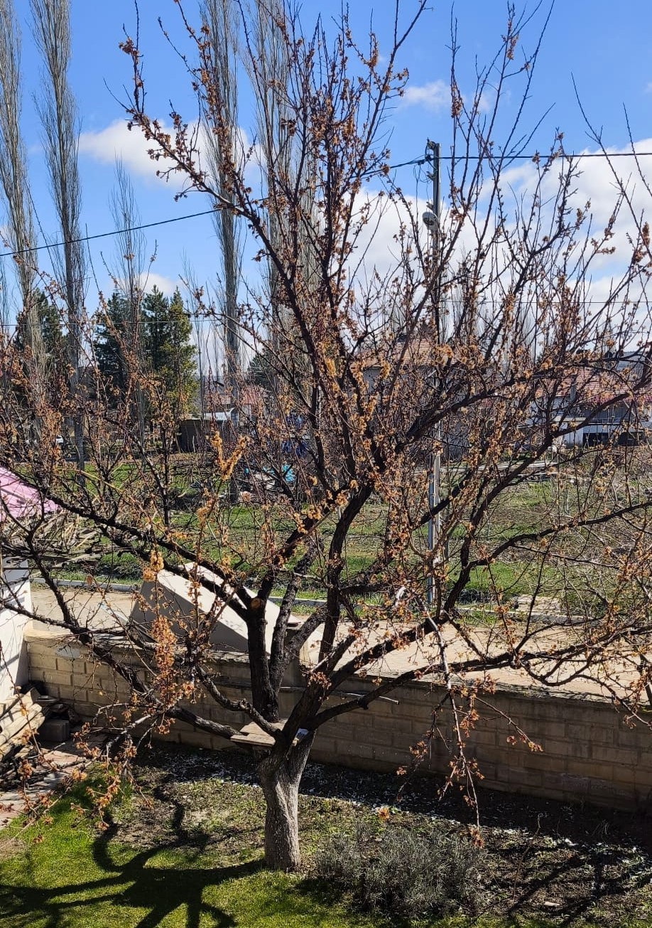 Nisan ayazı kayısıyı etkiledi
