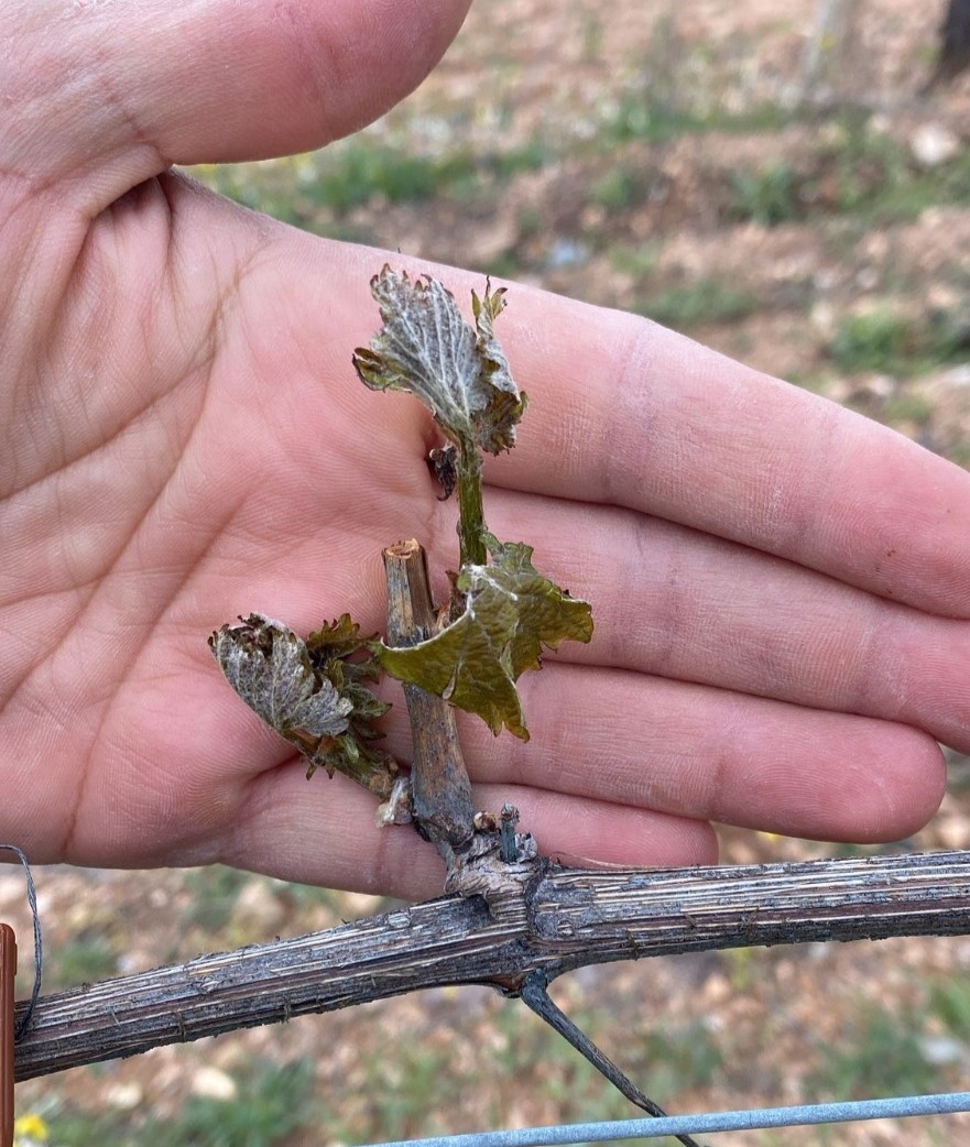 &Ccedil;ift&ccedil;ilerin cabası yetmedi, don tarım arazilerine b&uuml;y&uuml;k zarar verdi
