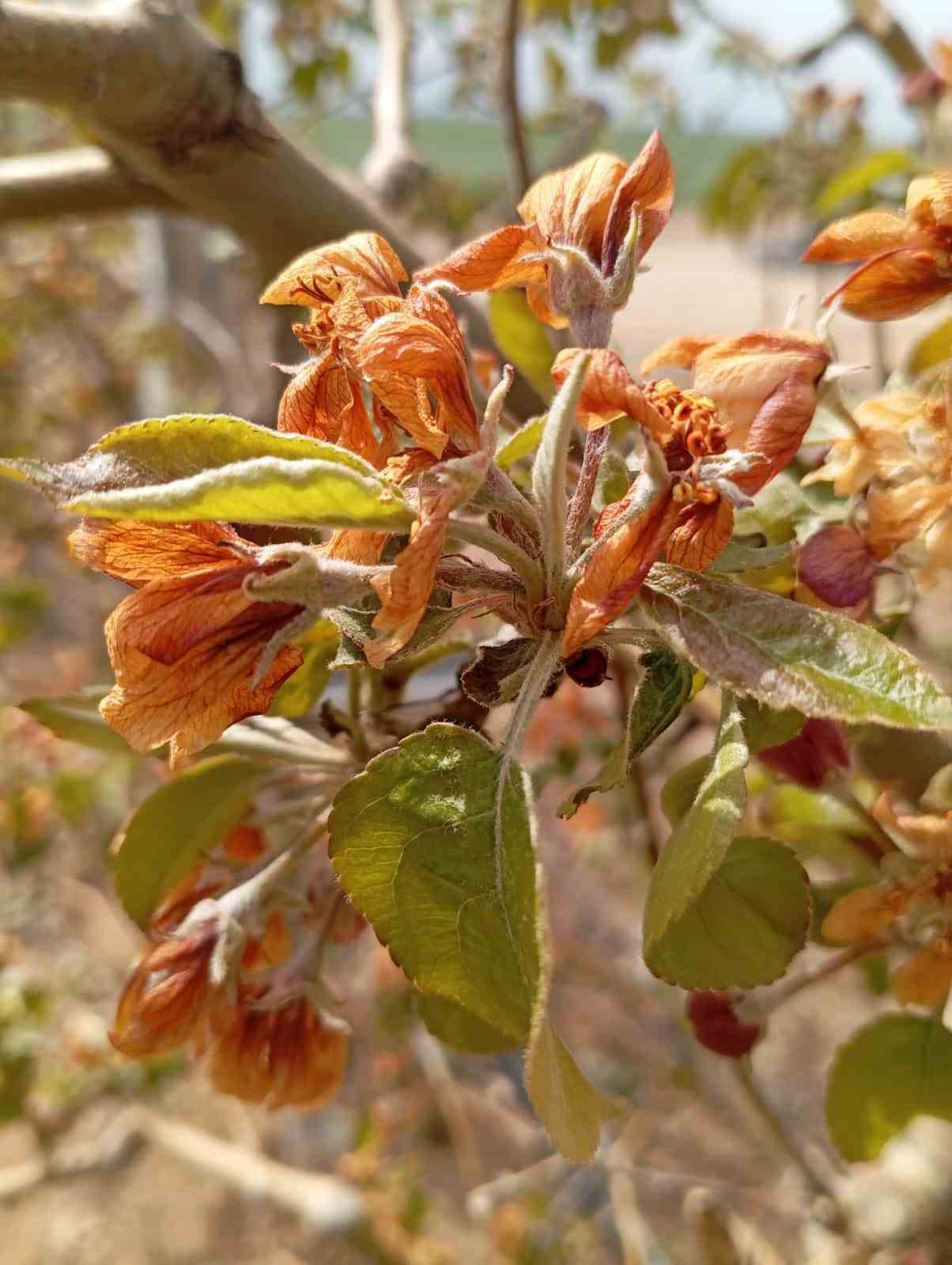 Konya&rsquo;da yaşanan zirai don i&ccedil;in hasar tespitine başlandı
