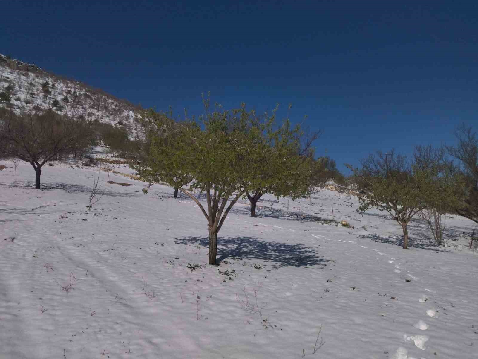 Ziraat Yüksek Mühendisi Yüce’den zirai don sonrası çiftçilere uyarı