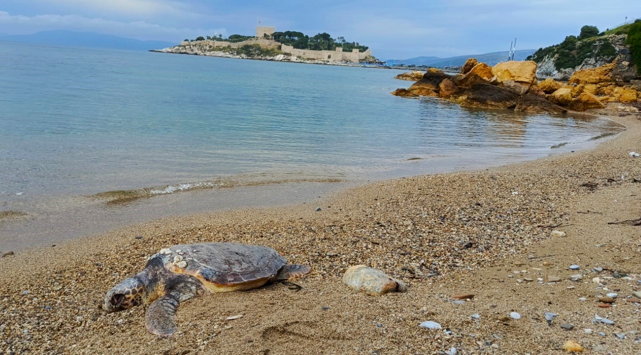 Kuşadası’nda deniz kaplumbağası kıyıya vurdu