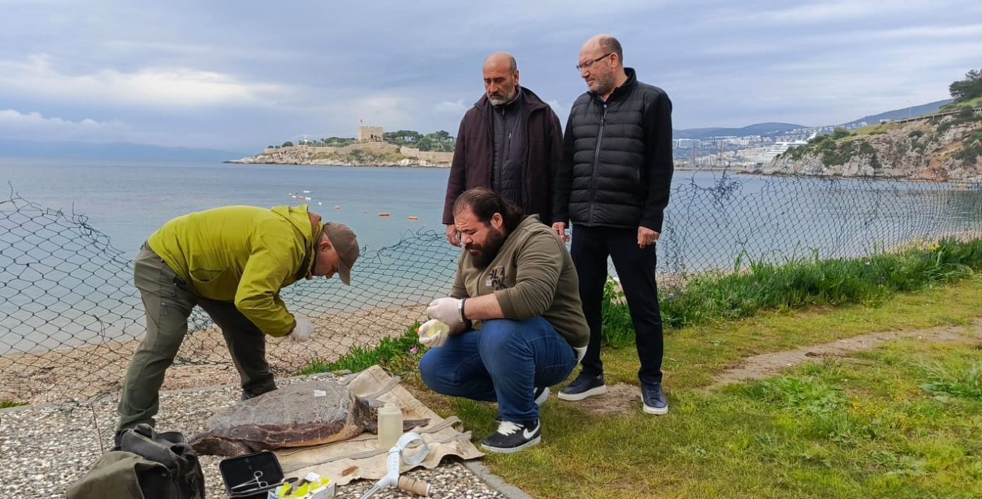 Kuşadası&rsquo;nda deniz kaplumbağası kıyıya vurdu
