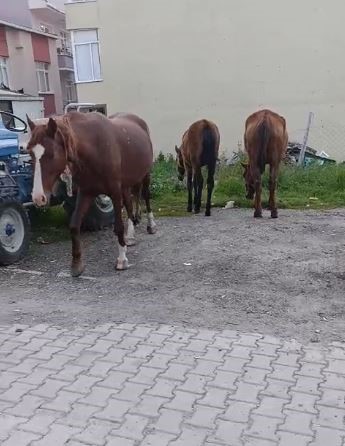 Tekirdağ&rsquo;da başıboş atlar s&uuml;r&uuml;c&uuml;lere zor anlar yaşatıyor
