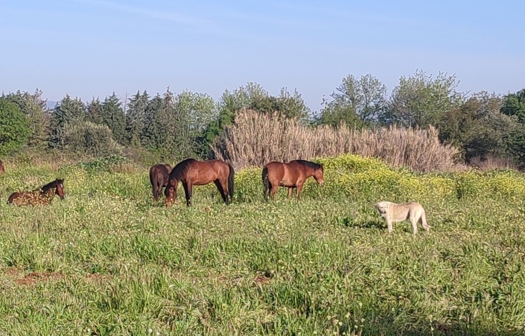 Yılkı atları Manisa’nın yeni sokak hayvanları oldu