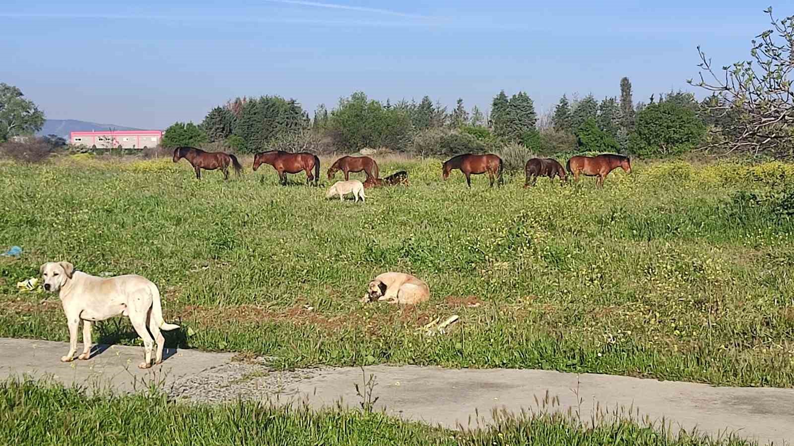 Yılkı atları Manisa&rsquo;nın yeni sokak hayvanları oldu
