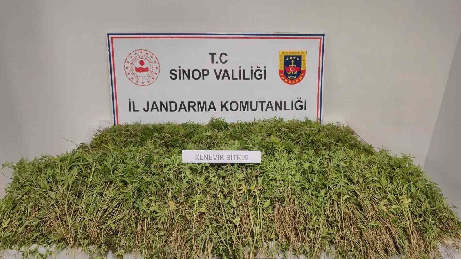 Sinop’ta tarlada 31 bin kök kenevir ele geçirildi