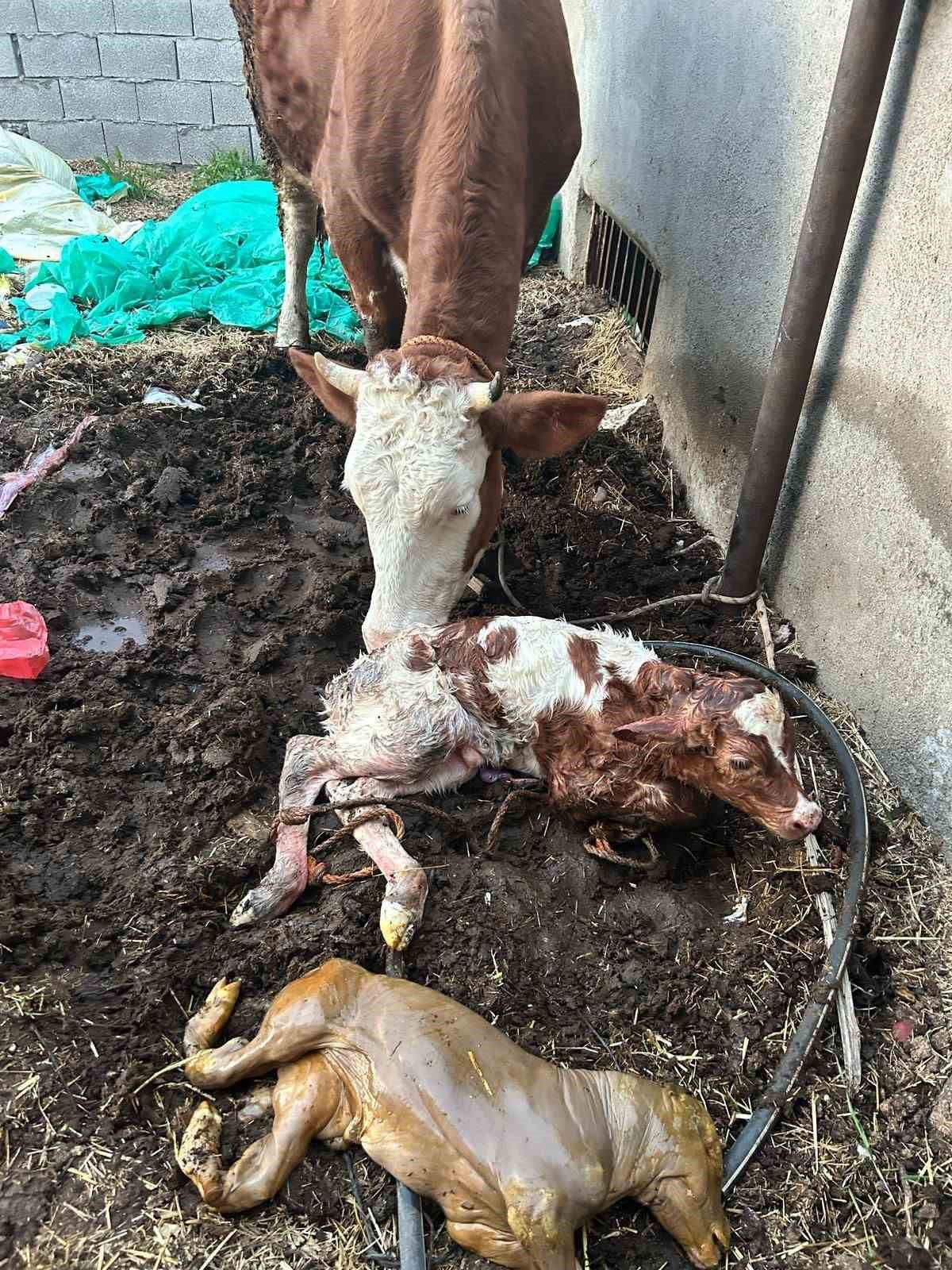 Adıyaman’da milyonda bir görülen ikiz buzağı doğumu gerçekleşti