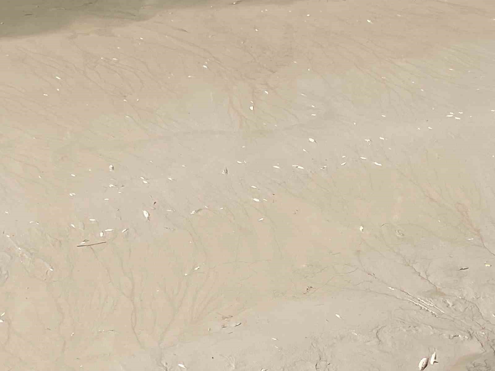 Suyu azaltılan Porsuk &Ccedil;ayı&rsquo;nda ilgin&ccedil; manzara
