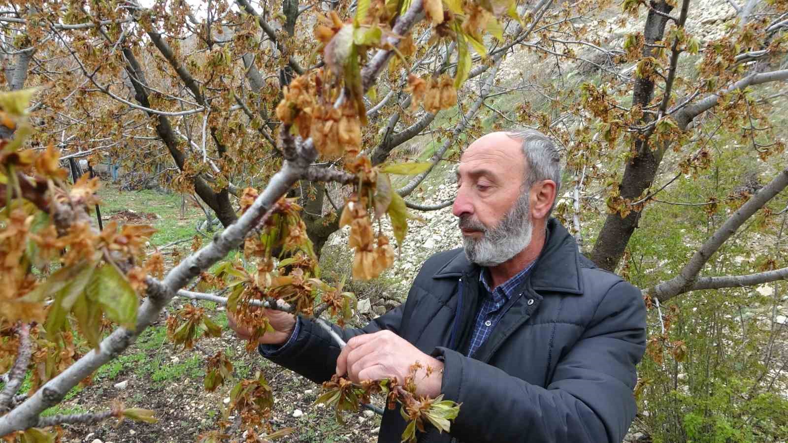 Zirai don, Malatya’nın tescilli dalbastı kirazını da vurdu