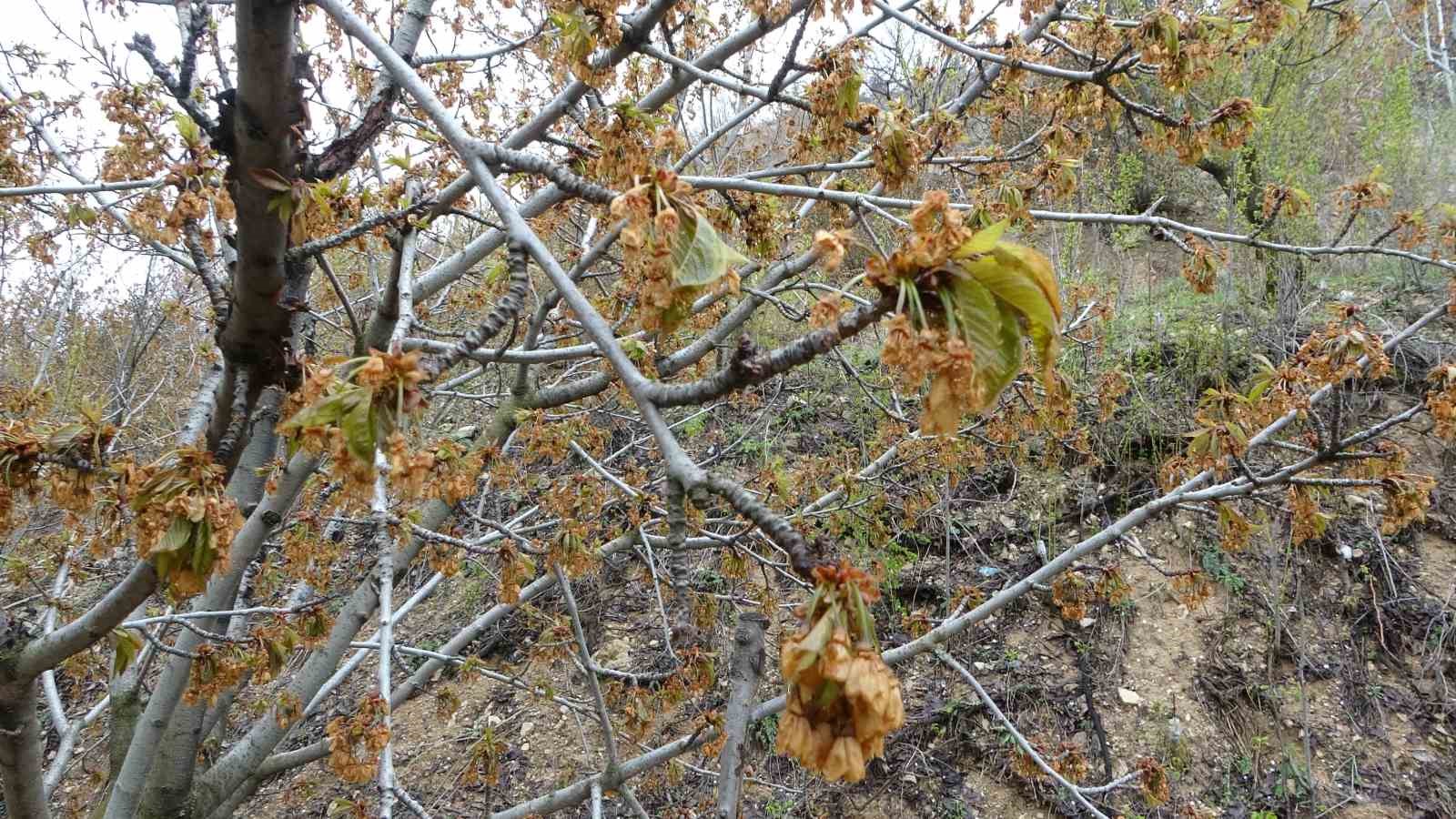 Zirai don, Malatya&rsquo;nın tescilli dalbastı kirazını da vurdu
