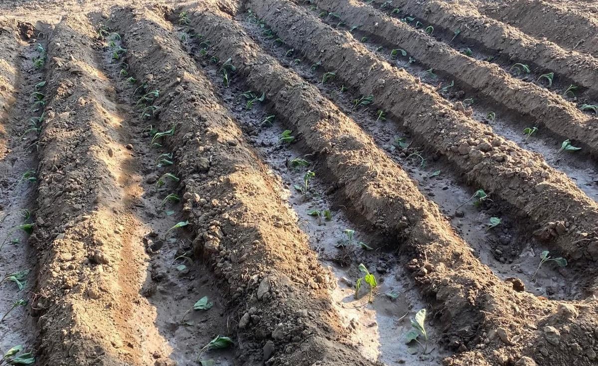 Sebze fiyatlarındaki artış vatandaşın üretimini artırdı