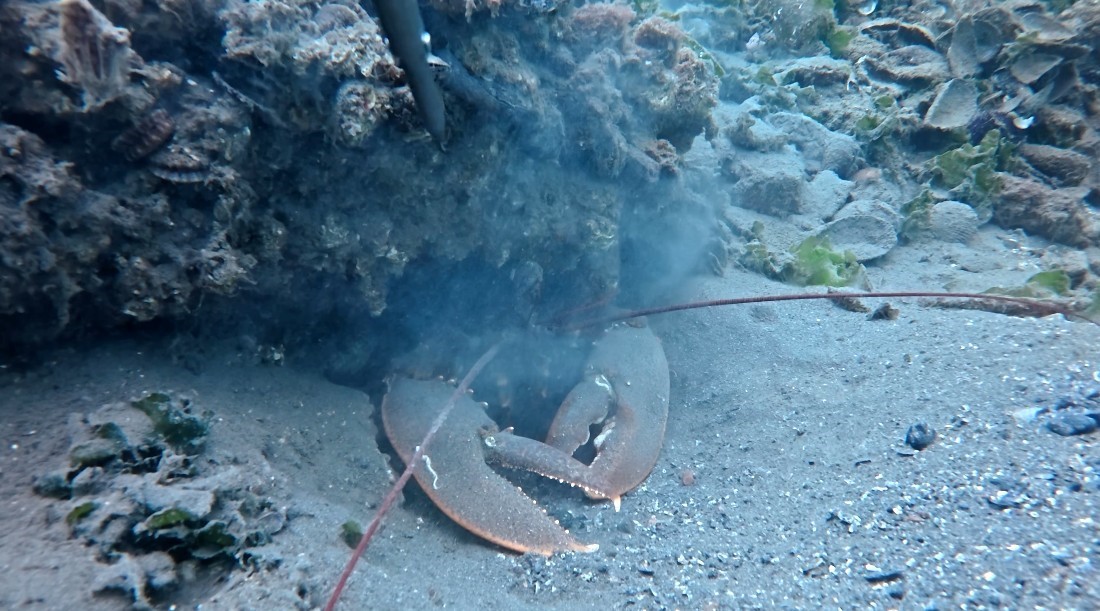 İzmit K&ouml;rfezi&rsquo;nde dev ıstakoz g&ouml;r&uuml;nt&uuml;lendi
