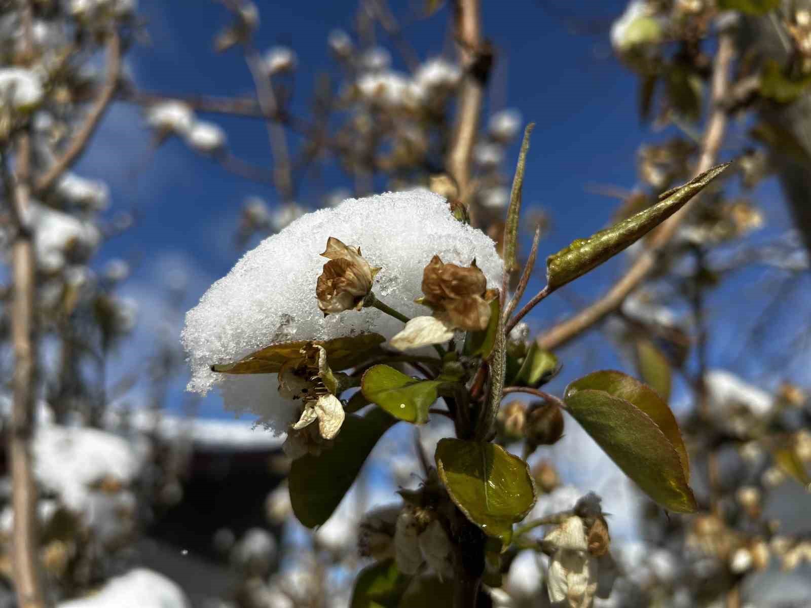 Soğuk hava ve yağışlar meyveyi olumsuz etkiledi, hububata can suyu oldu
