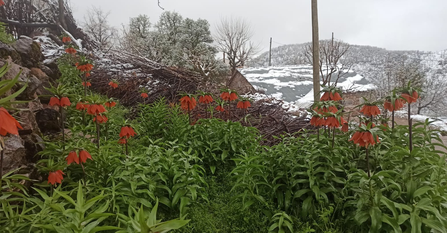 Batman&rsquo;da nisan ayında kar &ccedil;ilesi: 60 yerleşim yerinin yolu ulaşıma kapandı
