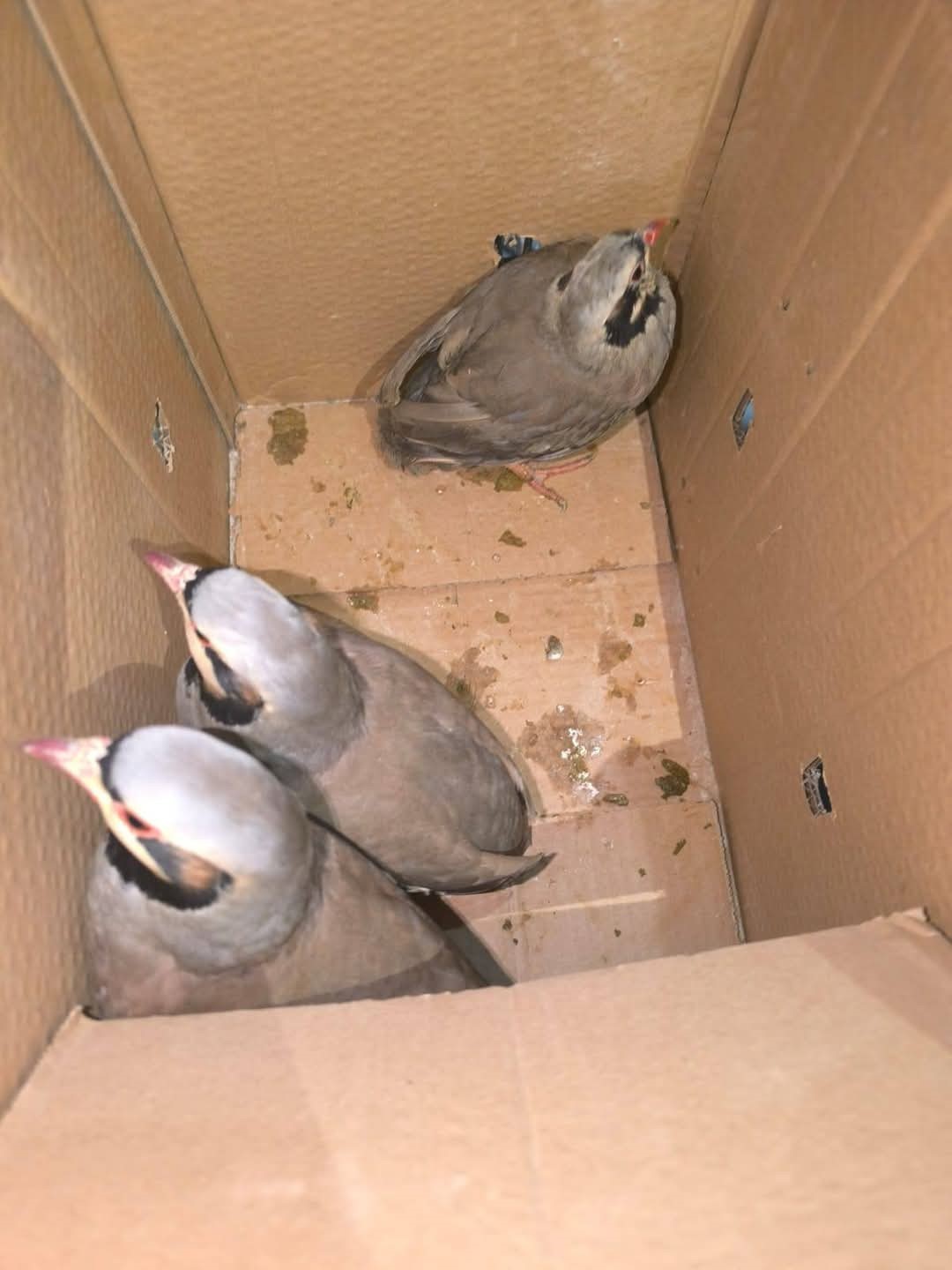 Siirt’te keklik avına 111 bin 855 lira ceza 