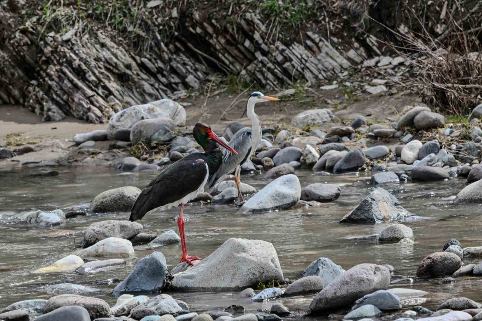 Nadir görülen kara leylek Pülümür Çayında objektiflere yansıdı