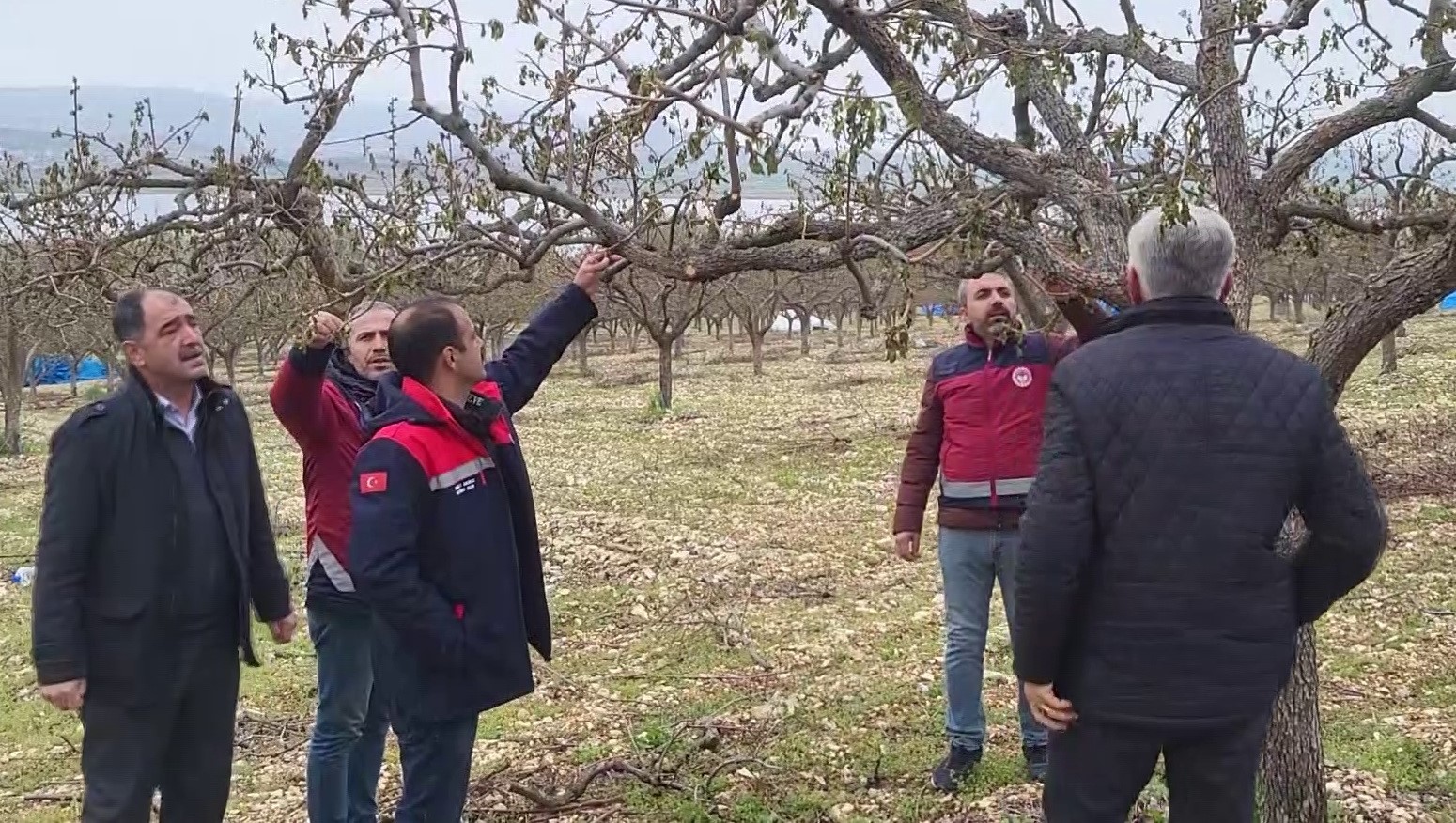 Zirai donun vurduğu Adıyaman’da meyve bahçelerinde hasar tespiti sürüyor