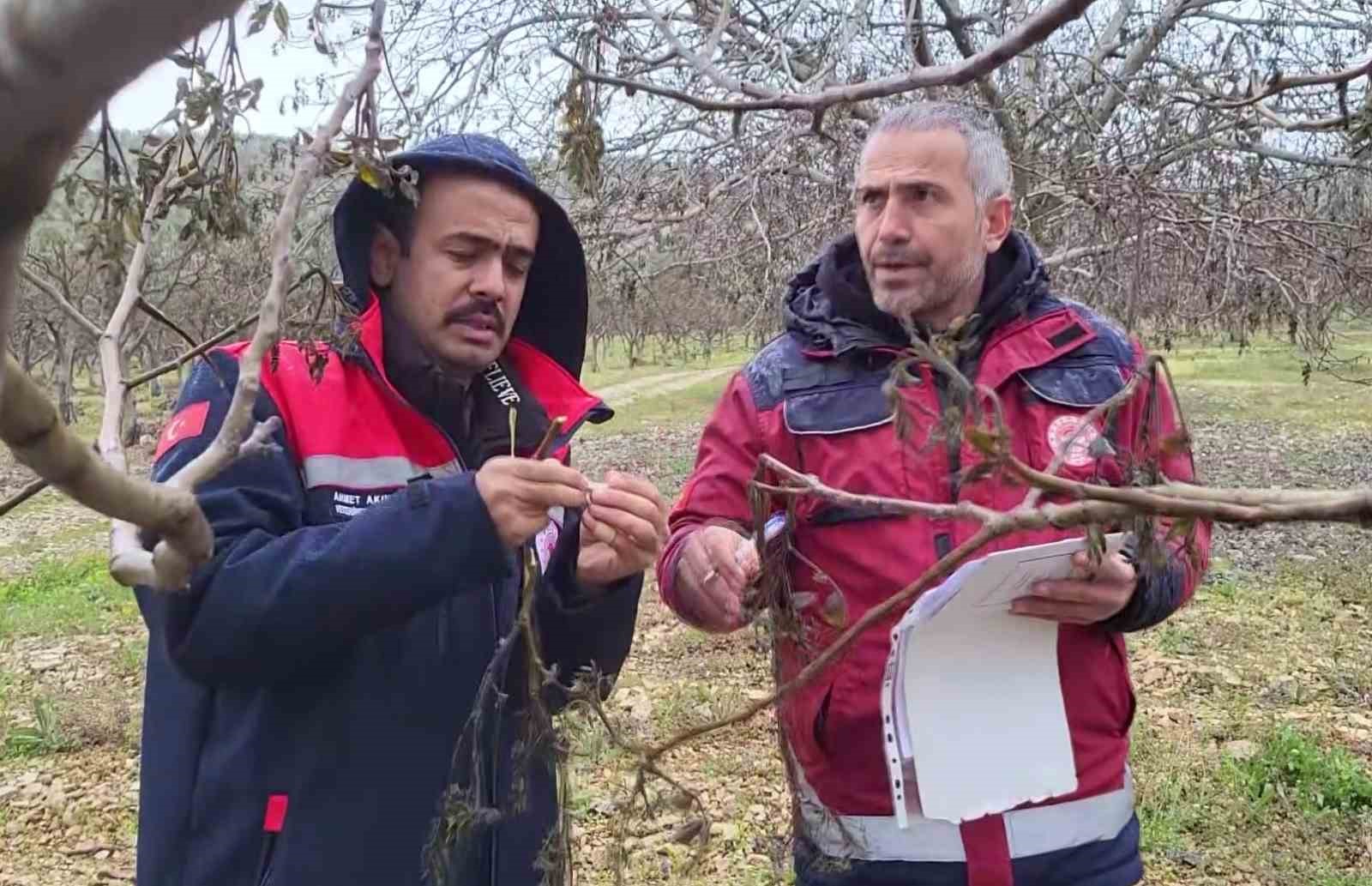 Zirai donun vurduğu Adıyaman&rsquo;da meyve bah&ccedil;elerinde hasar tespiti s&uuml;r&uuml;yor
