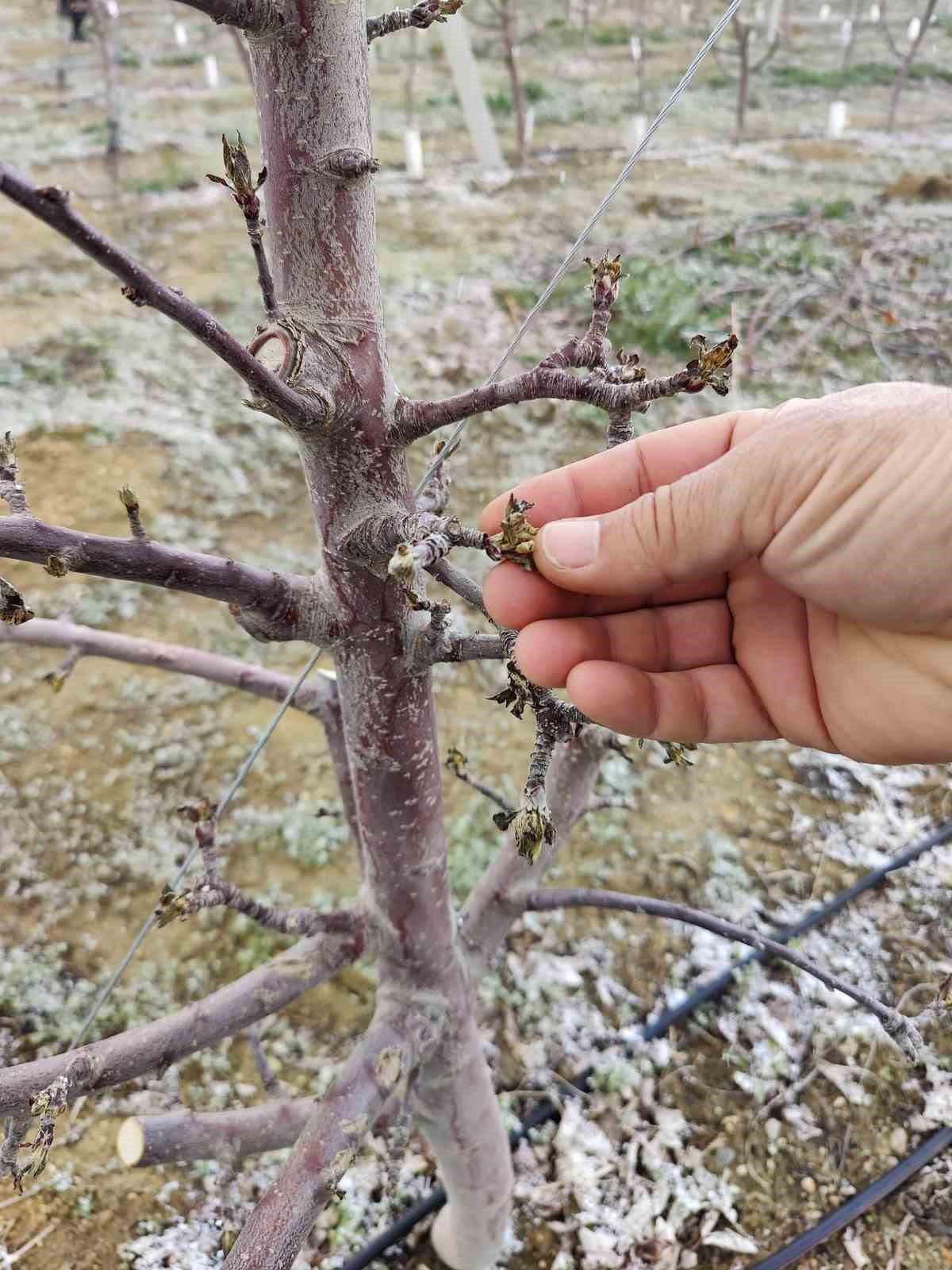 Zirai don mağduru üreticilerin bahçelerinde inceleme başlatıldı