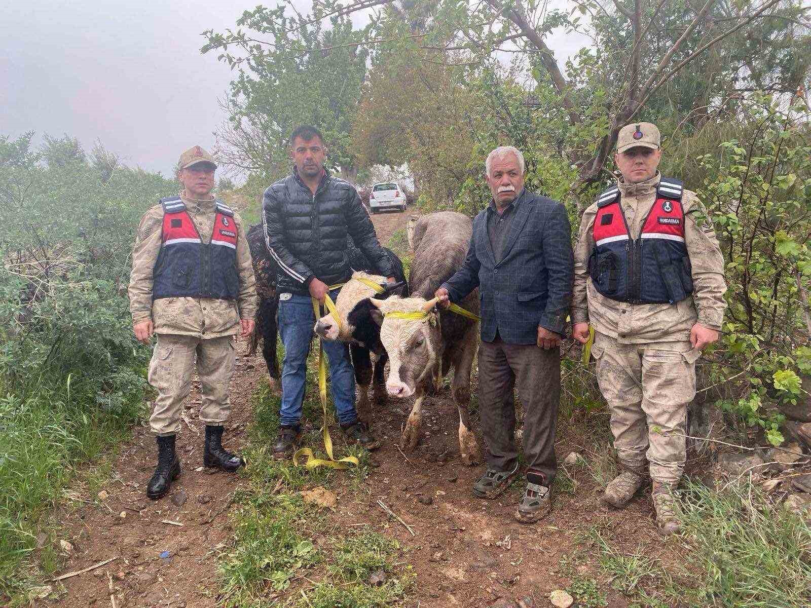 Kilis’te büyükbaş hayvan hırsızlığı şüphelisi 2 şahıs yakalandı