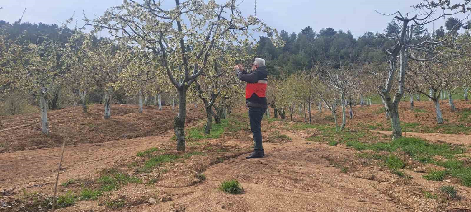 Gediz’de zirai don hasar tespit çalışmaları başlatıldı
