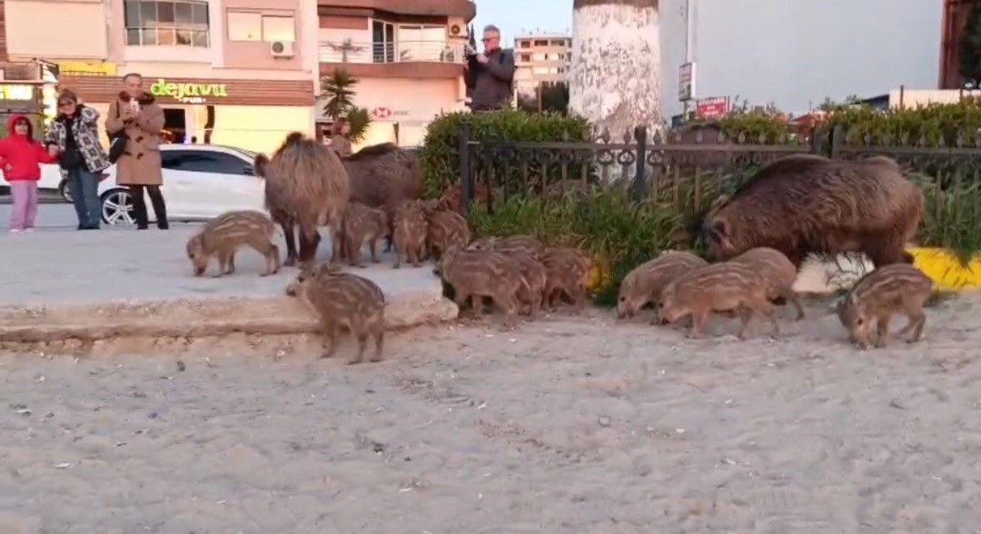 ’Yaban domuzlarını elle beslemeyin’ uyarısı