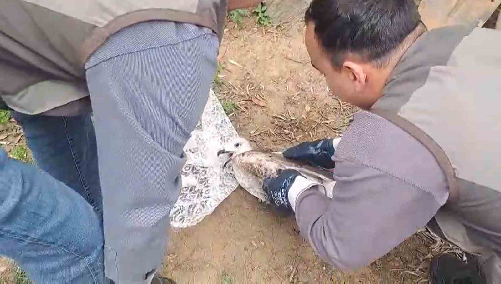 Yalova’da halde yaralı bulunan martı tedavi altına alındı