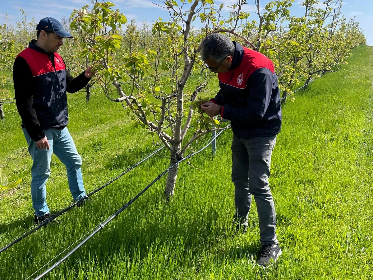 Kırklareli&rsquo;nde zirai dona karşı hasar tespit başladı
