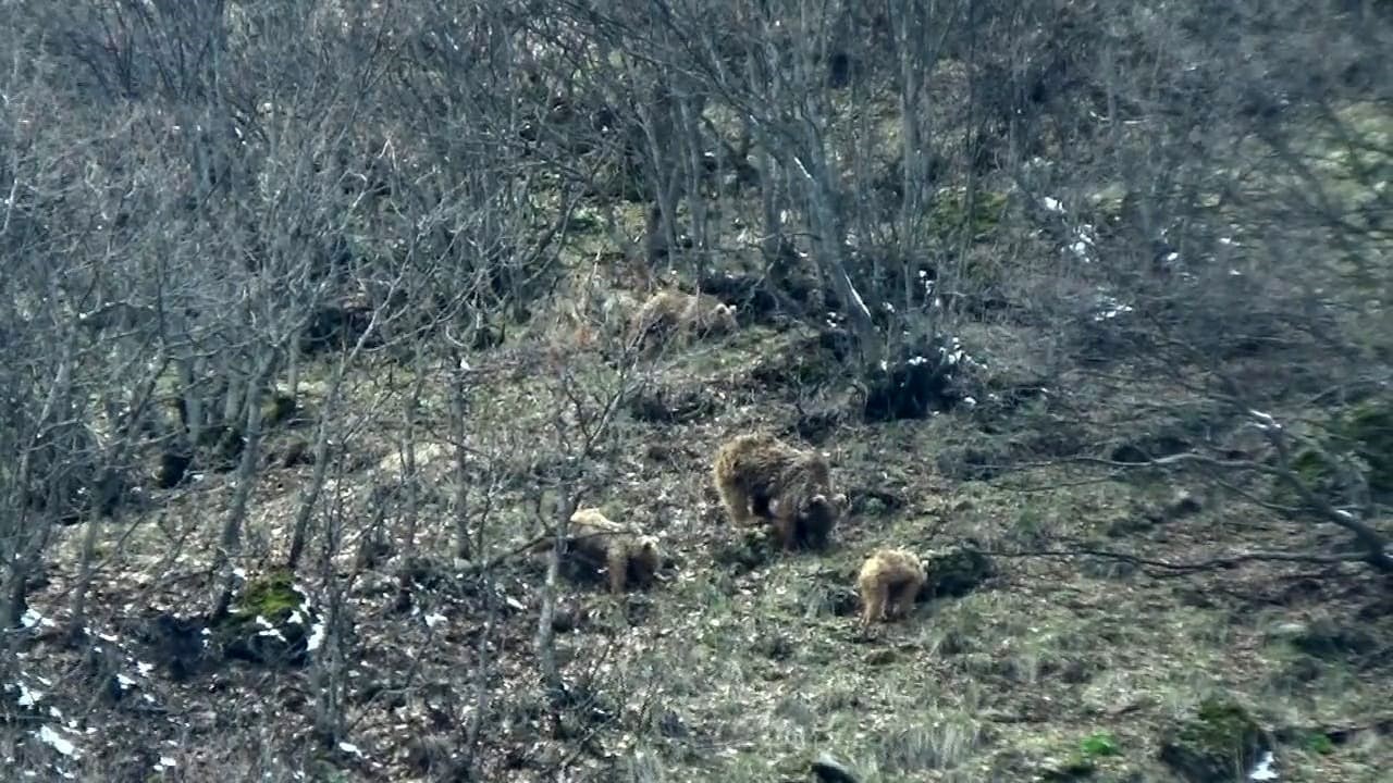 Tunceli’de kış uykusundan uyanan ayılar yiyecek ararken görüntülendi