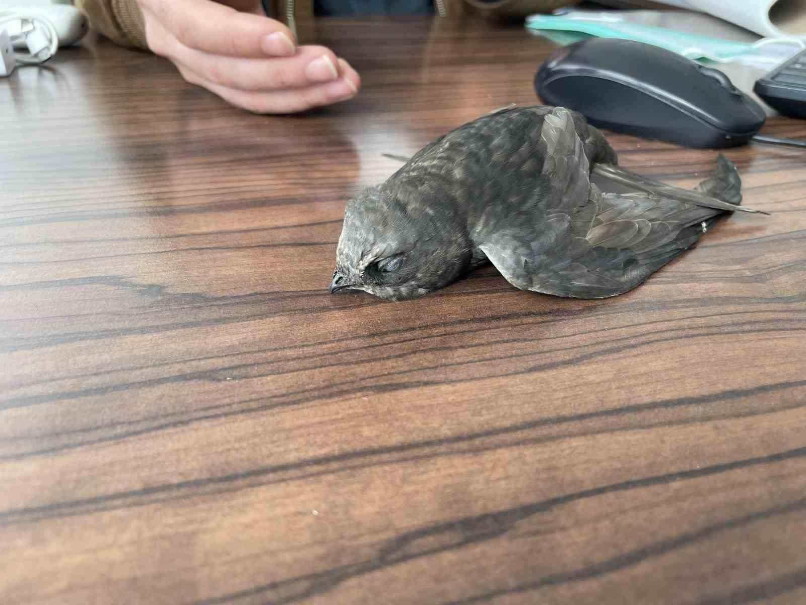 Malazgirt’te bitkin halde bulunan ebabil kuşları koruma altına alındı