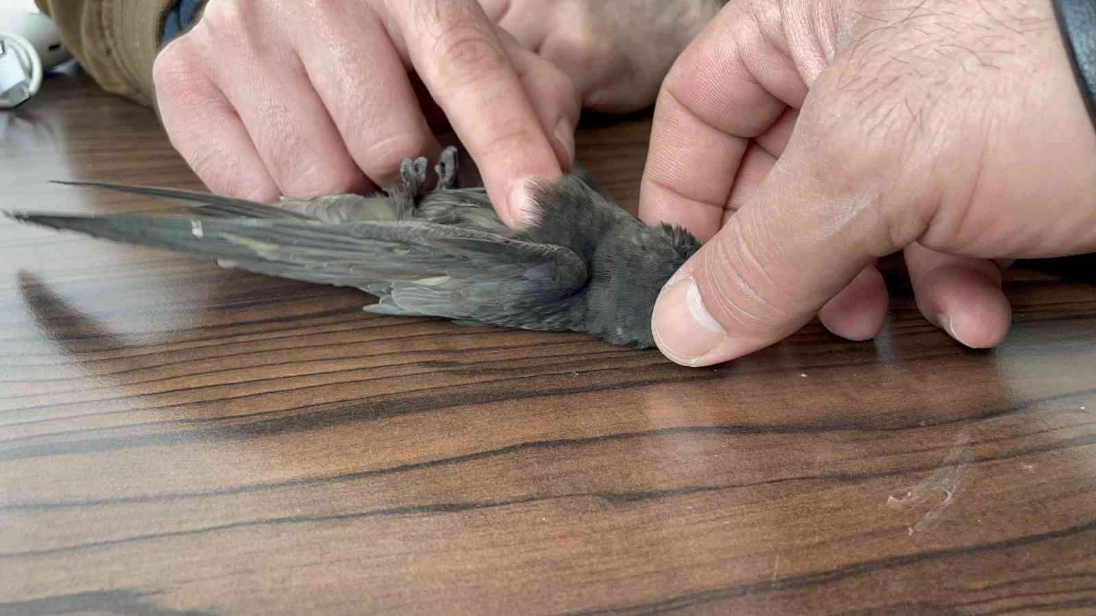 Malazgirt’te bitkin halde bulunan ebabil kuşları koruma altına alındı
