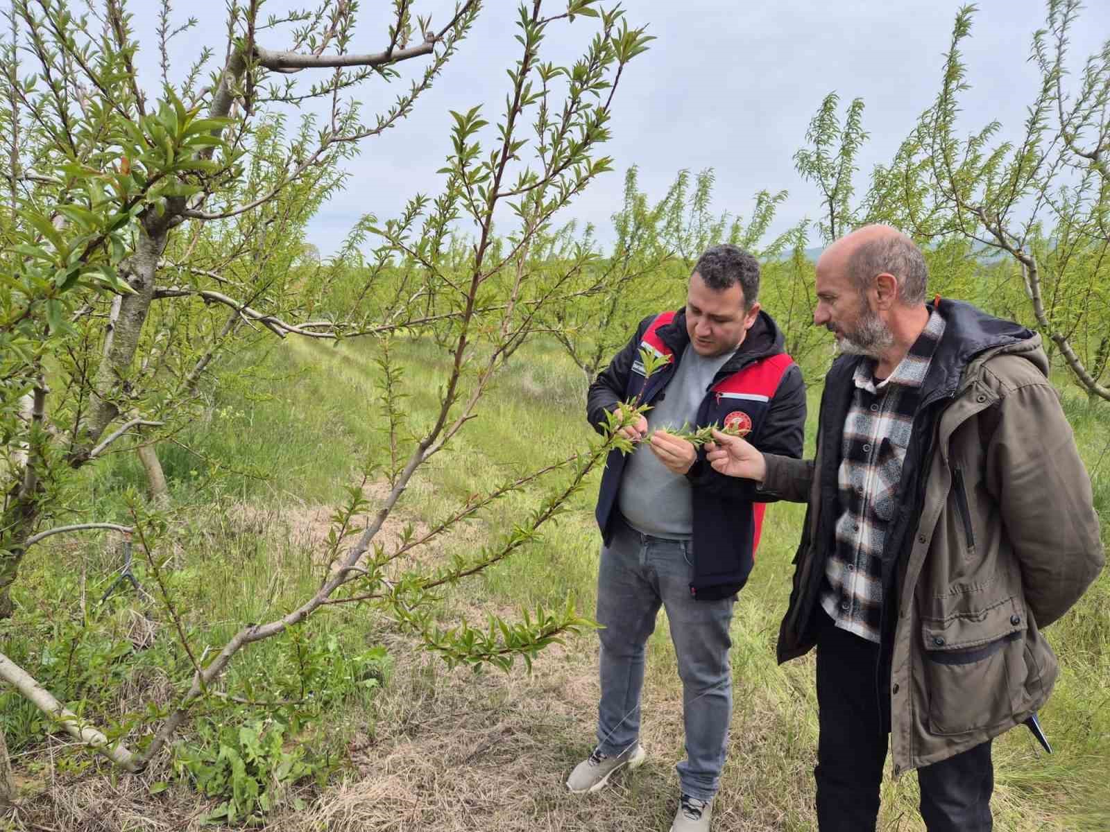 Çanakkale’de zirai donun ardından hasar tespit çalışmaları
