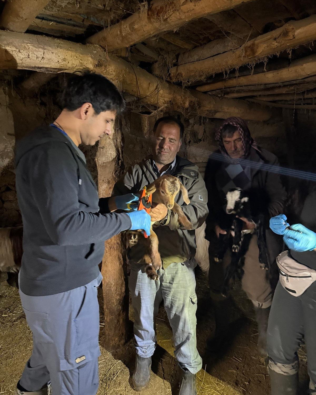 Elazığ’da aşılama ve küpeleme çalışmaları sürüyor