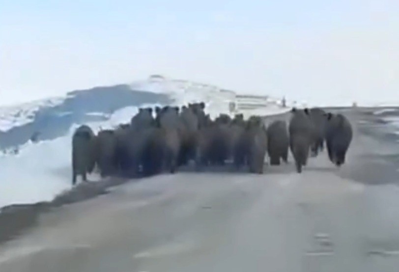 Yaban domuzları sürü halinde görüntülendi, vatandaşların şaşkınlığı kameraya yansıdı