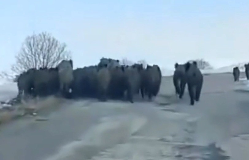 Yaban domuzları s&uuml;r&uuml; halinde g&ouml;r&uuml;nt&uuml;lendi, vatandaşların şaşkınlığı kameraya yansıdı
