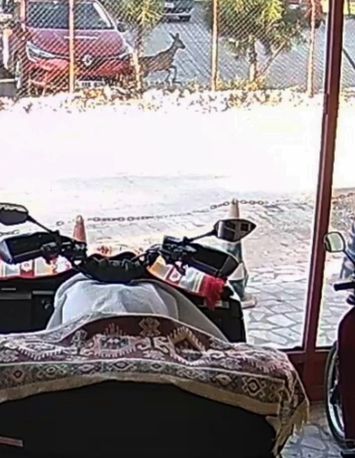 Bah&ccedil;esindeki karacayı g&ouml;r&uuml;nce hayrete d&uuml;şt&uuml;
