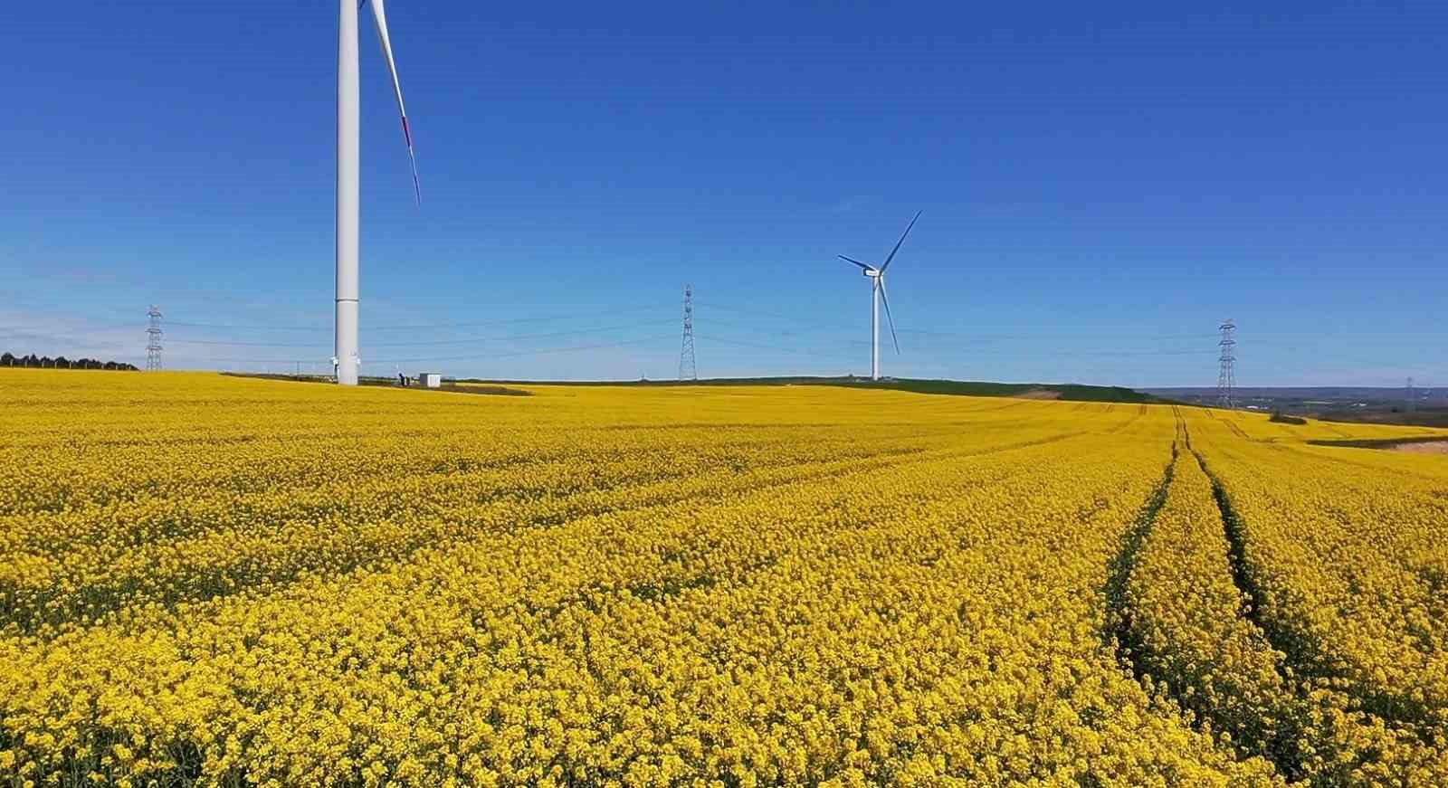 İstanbul&rsquo;da manzarasıyla mest eden Kanola tarlası havadan g&ouml;r&uuml;nt&uuml;lendi
