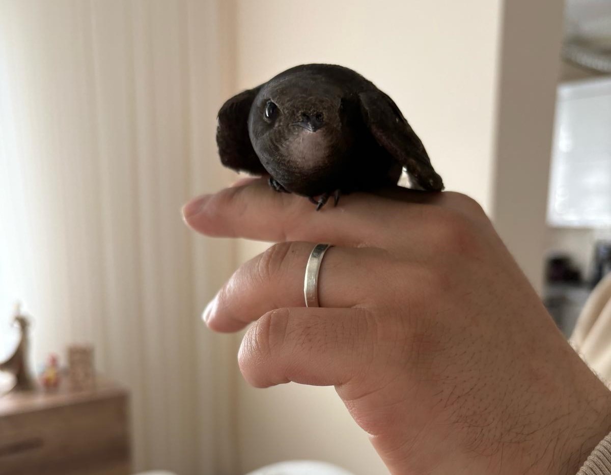 Ordu&rsquo;da esnafın davetsiz misafiri: Atmaca zannetti, ebabil kuşu &ccedil;ıktı
